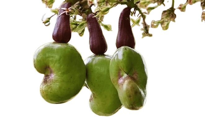 export import service Donias trade services